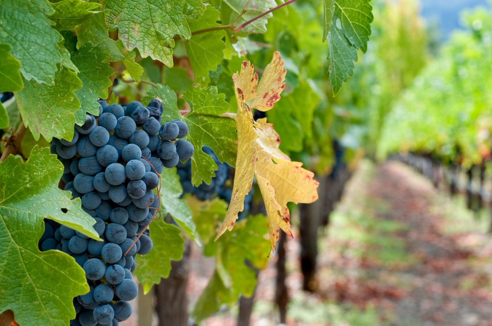 16327046047035.jpg 4024078.jpg