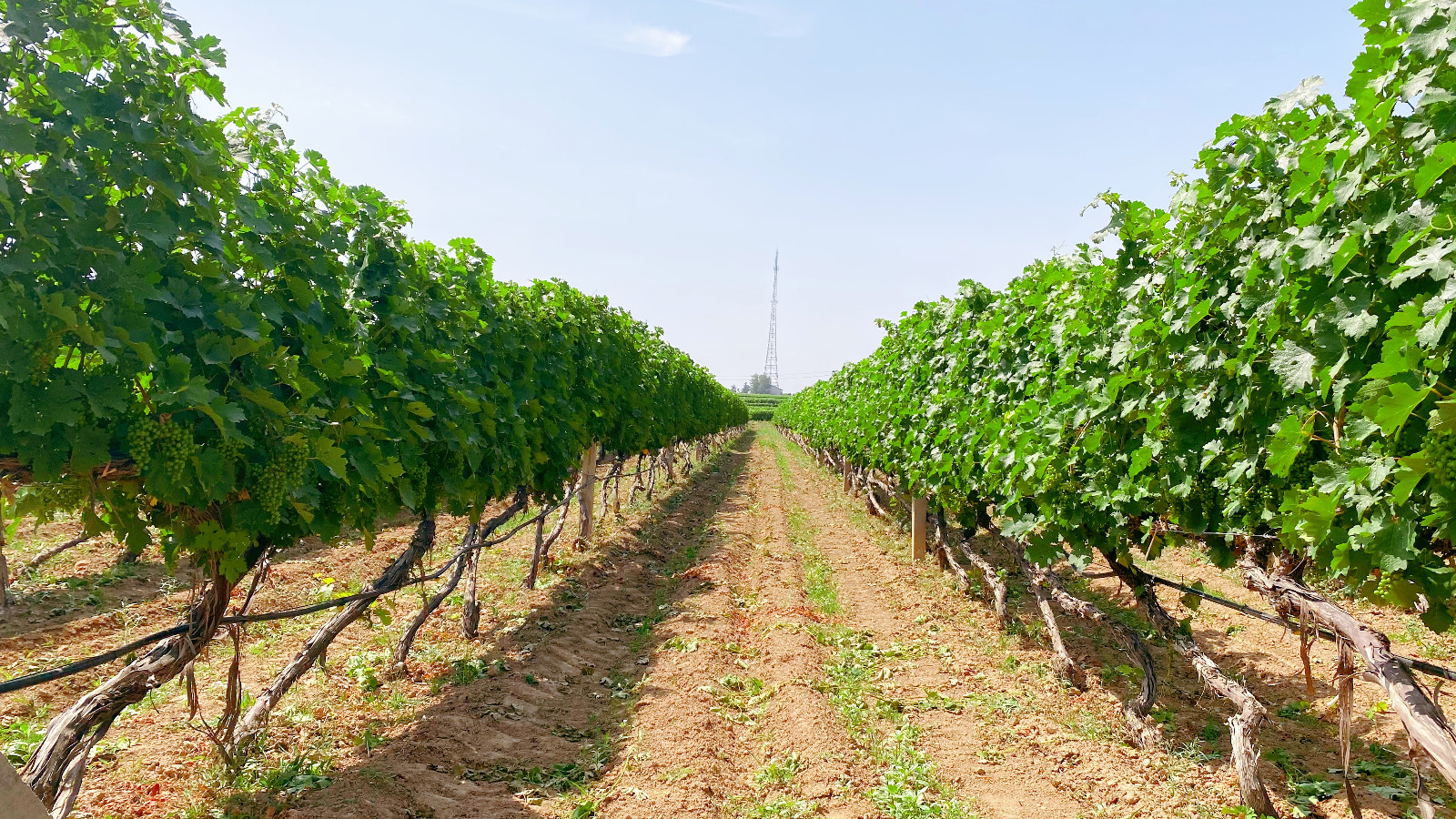 16544960252290.jpg 微信圖片_20220605150701.jpg